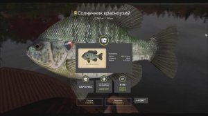 Рыбы с карточками в игре Русская рыбалка 4, коллекция озеро Лосиное, Солнечник красноухий, трофей