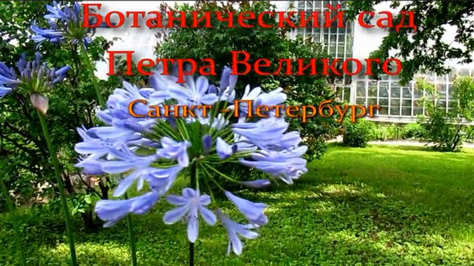 Цветочный рай в Петербурге смотреть онлайн