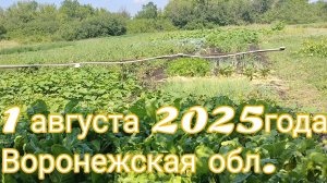 Наш огород🥒🥦О случайных помидорках!🍅🍅Красным бройлерам 3 месяца.1августа 2025г.Воронежская обл.