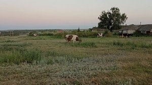 Крутые тёлки :-)