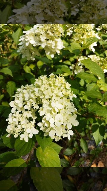 Саженцы метельчатых гортензий необыкновенно хороши