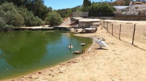 Крым. Песчаное 31.07.2025