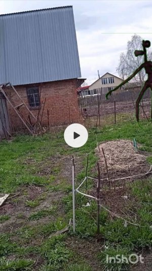Первейшая встреча с сиреноголовым