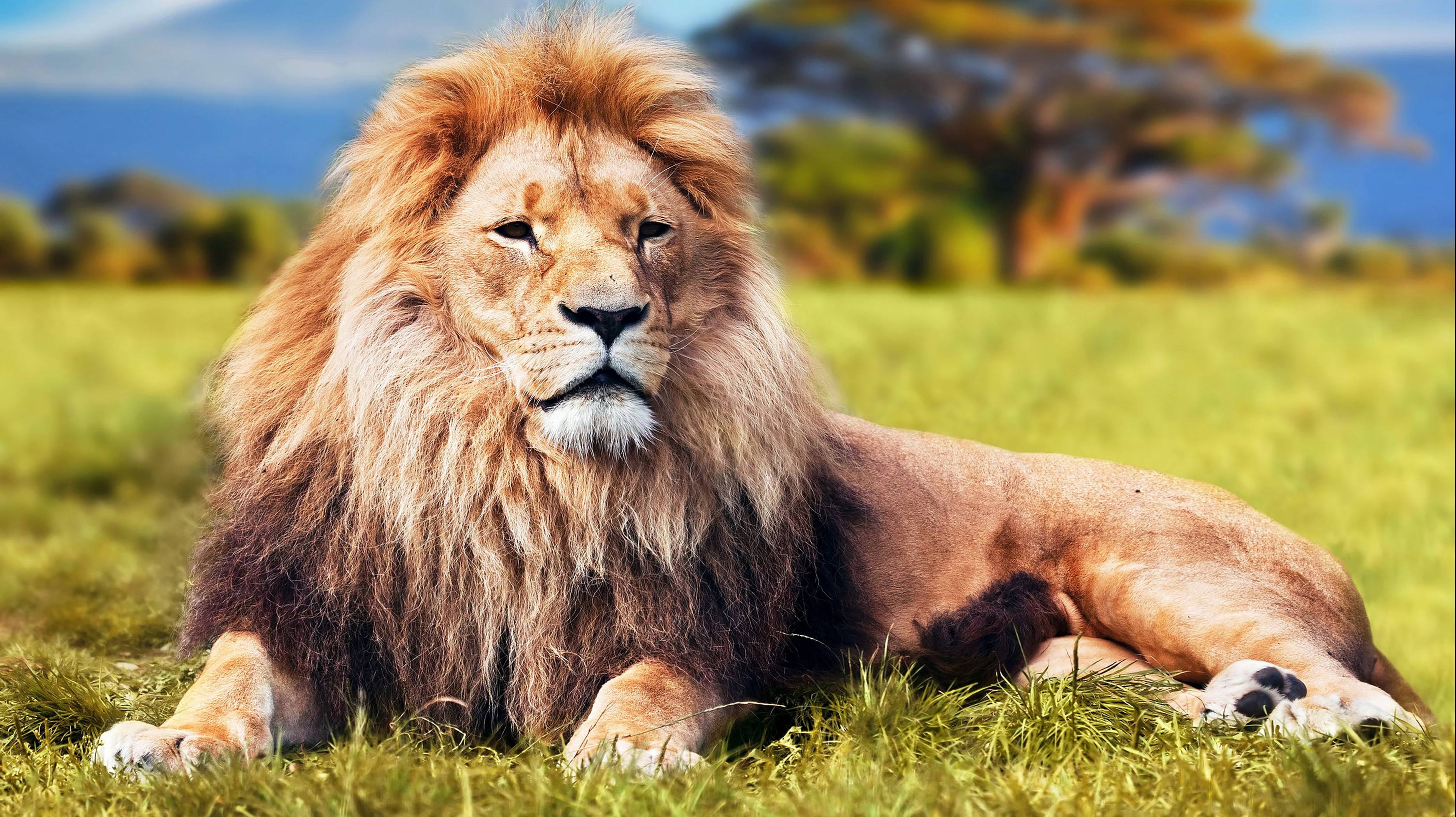 ЛЕВ - ЦАРЬ ЗВЕРЕЙ смотреть онлайн