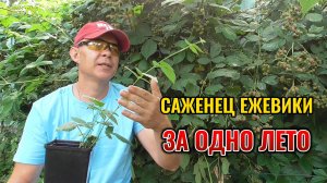 ✨ Этот способ позволяет за 1 месяц вырастить сильный саженец ежевики под посадку 🍇