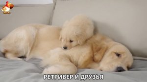 Золотистый ретривер и его друзья милые питомцы 🐕 выпуск (238)