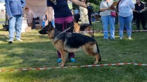 МОЛОДЫЕ СУКИ / КЧК ТОБОЛЬСК 21 июня`25 И.Швец Моно немецких овчарок