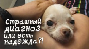 Тоша борется за жизнь...Страшный диагноз или новая надежда?!