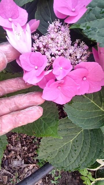 пильчатая гортензия в моем саду