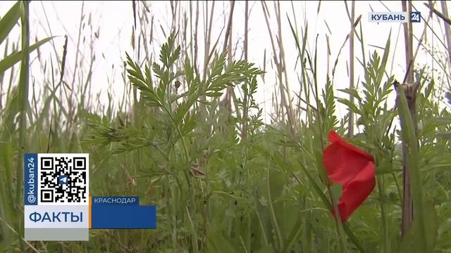 В Краснодаре выкосили 17 тыс. гектаров амброзии смотреть онлайн