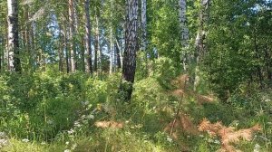 Душераздирающая песня. А папа на войне...