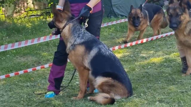 ЮНИОРЫ СУКИ / КЧК ТОБОЛЬСК 21 июня`25 И.Швец Моно немецких овчарок