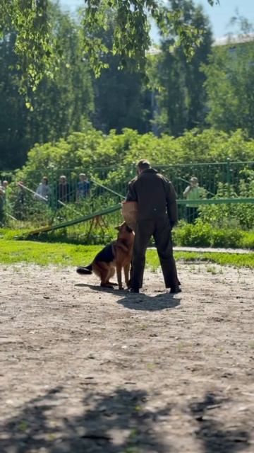 1 Отл. КЧК NEMAN v. Haus Kseni +++ №11. КЧК ТОБОЛЬСК 21 июня`25 Моно немецких овчарок