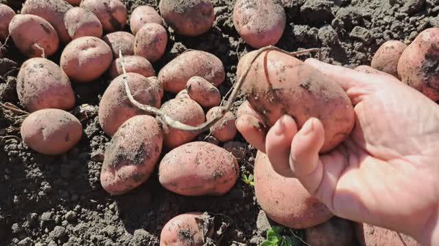 Урожай картофеля !!!Стоит ли,этим заниматься??? смотреть онлайн