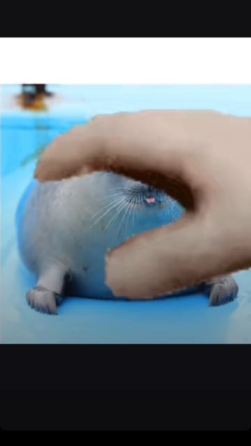 тюлень + рука =?