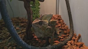 Хамелеон промахнулся. Кормление