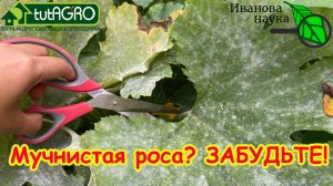 4 СПОСОБА ИЗБАВИТЬСЯ ОТ МУЧНИСТОЙ РОСЫ. На крыжовнике, кабачках и флоксах - везде поможет!