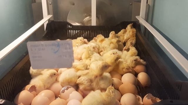 Вывод бройлера в инкубаторе на 400 яиц, режим инкубации.