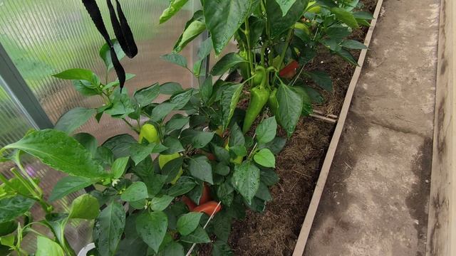 Мой дачный рай.
Утренний обход. смотреть онлайн