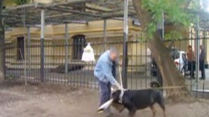 Ротвейлер. ЗКС.