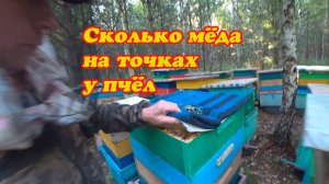 ПРОВЕРКА ВЫВОЗНЫХ ТОЧКОВ ПОМЁДУ, ПРИВЕСЫ УЛЬЕВ.