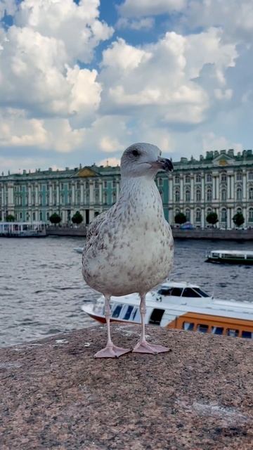 Чайки Петербурга