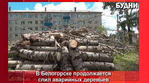 Спил аварийных деревьев продолжается