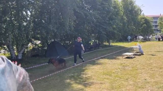 ЮНИОРЫ СУКИ ДШ / КЧК ТОБОЛЬСК 21 июня`25 И.Швец Моно немецких овчарок