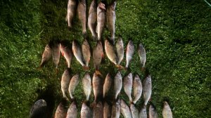 Окуневое эльдорадо.Утрянка удалась, да и вечерка не подкачала. Сломал спининг, но продолжал ловить.