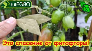 КАЖДОМУ ДАЧНИКУ НАДО ЗНАТЬ! Это средство - скорая помощь от фитофторы и есть у каждого на кухне!