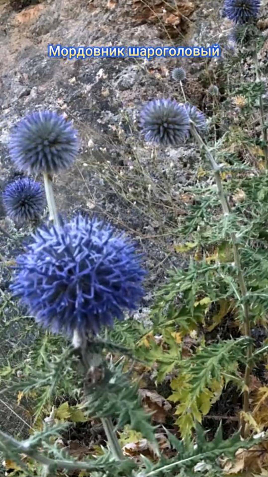 Мордовник шароголовый