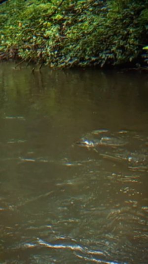 ДА ЧТО ОН ДЕЛАЕТ?! 😅 #рыбалка #голавль #поклевка #мормышинг #спиннинг