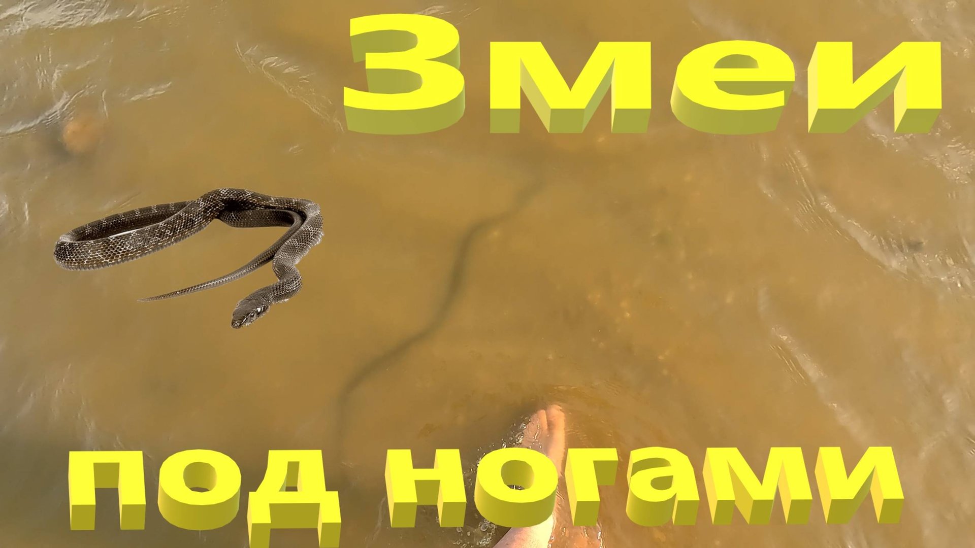 Змеи под ногами. Шахматная гадюка на Кубанских пляжах. Ейск. смотреть онлайн