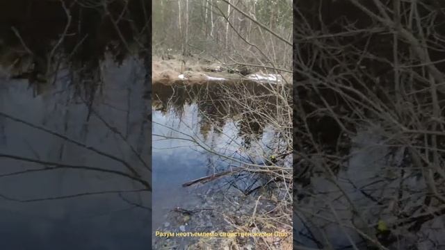 Разум неотъемлемо свойственен жизни Ошо смотреть онлайн