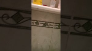 небольшой влог с Вилли и Молли | подарили игрушку?!?🧸 | нинен вайбик 🔥❤️