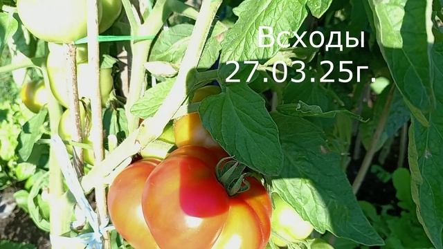 ТОМАТЫ. ГНОМЫ В ОГ. смотреть онлайн