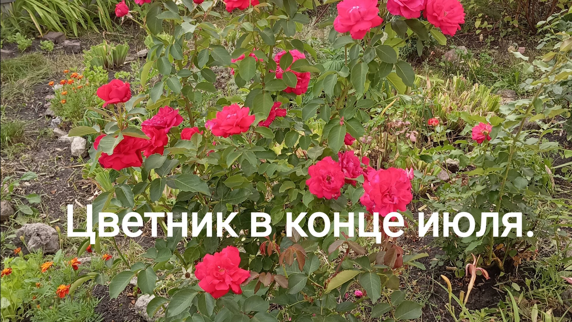 Цветник в конце июля. смотреть онлайн