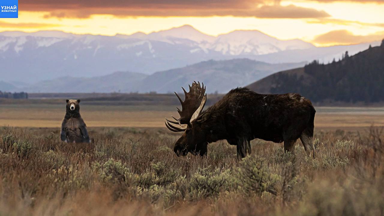 ЛОСЬ – рогатый лесной великан атакующий медведей! Лось в деле! смотреть онлайн