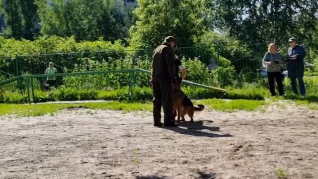 1 Отл. КЧК NEMAN v. Haus Kseni +++ №11. КЧК ТОБОЛЬСК 21 июня`25 Моно немецких овчарок