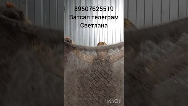 ПуховыеПуховые платки,косынки,шарфы,кофточки ажурные,свитера,шапки.носки. смотреть онлайн