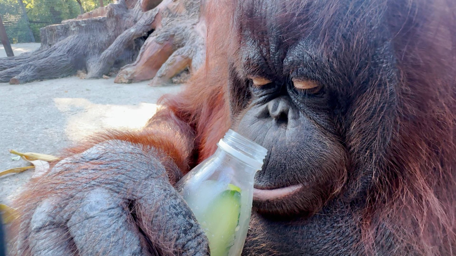 Мохито для Даны! Как достать ягодки и огурец? Бутылка с секретом - Дане есть над чем работать! смотреть онлайн