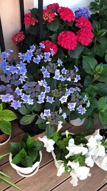 Схема окрашивания горетнзий для достижения идеального результата смотреть онлайн