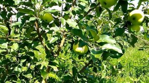 Яблоня природный карлик. Приземлённая.