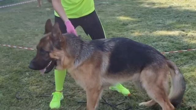 ЮНИОРЫ КОБЕЛИ / КЧК ТОБОЛЬСК 21 июня`25 И.Швец Моно немецких овчарок