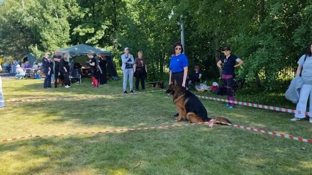 РАБОЧИЙ КОБЕЛИ ДШ / КЧК ТОБОЛЬСК 21 июня`25 И.Швец Моно немецких овчарок