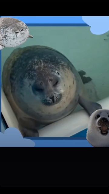 тюлень🦭🦭🦭🦭🦭🦭🦭♡♡♡♡♡♡