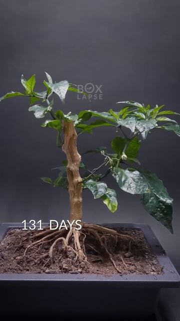 Carolina Reaper Bonsai Time-lapse