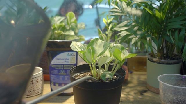 Osmocote Bloom 2–3M – инструкция по применению удобрения для однолетников смотреть онлайн