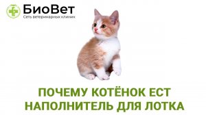 Почему котенок ест наполнитель для лотка