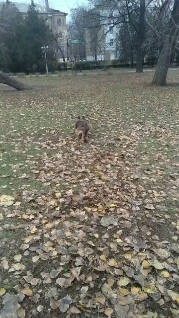 Гера команда Ползи